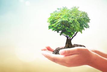 Image of a hand holding a small tree